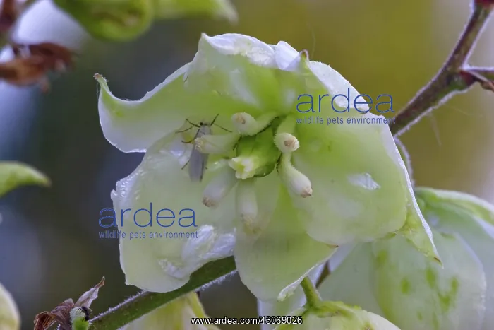 : Yucca flower with Yucca Moth : Yucca flower with Yucca Moth