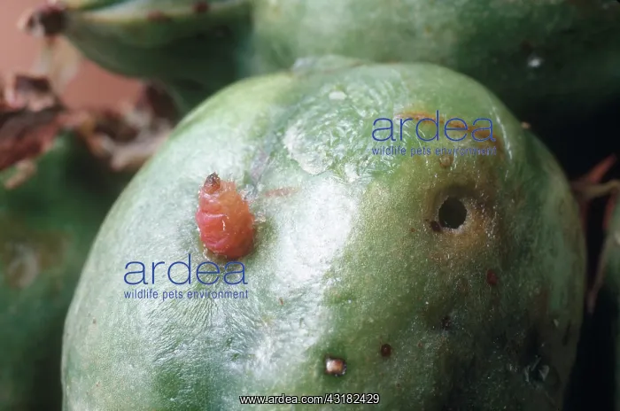 : Yucca Moth Larva : Yucca Moth Larva