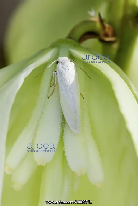 : Yucca Moth (Tegeticula yuccasella) : Yucca Moth (Tegeticula yuccasella)