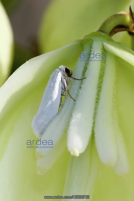 : Yucca Moth (Tegeticula yuccasella) : Yucca Moth (Tegeticula yuccasella)