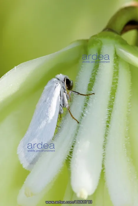 : Yucca Moth (Tegeticula yuccasella) : Yucca Moth (Tegeticula yuccasella)