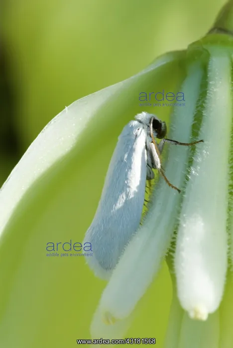 : Yucca Moth (Tegeticula yuccasella) : Yucca Moth (Tegeticula yuccasella)