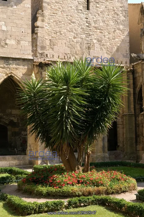 : Yucca - NarbonneIs cathedral : Yucca - NarbonneIs cathedral