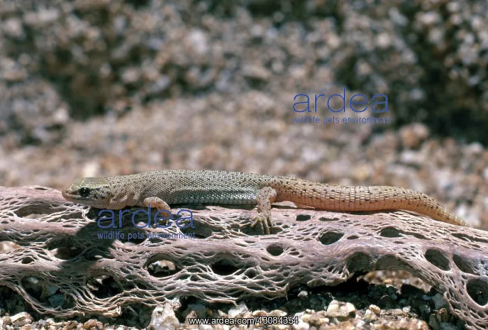 : Yucca Night Lizard (Xantusia vigilis) : Yucca Night Lizard (Xantusia vigilis)