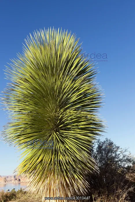 : Yucca Plant : Yucca Plant
