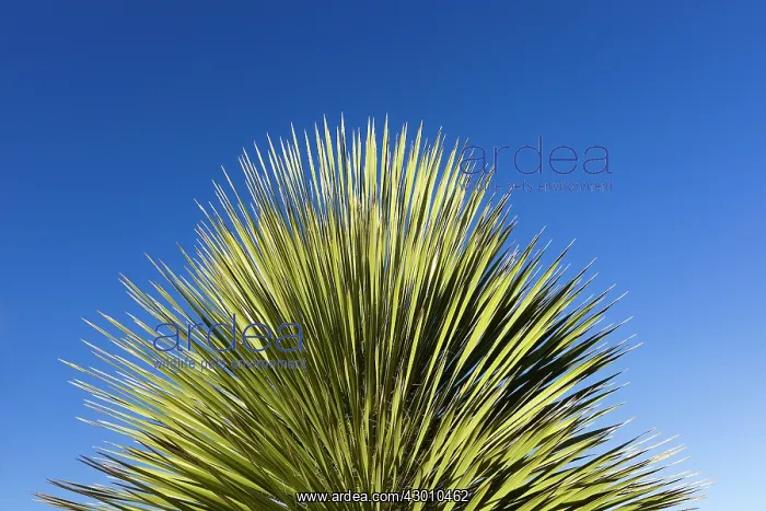 : Yucca Plant : Yucca Plant
