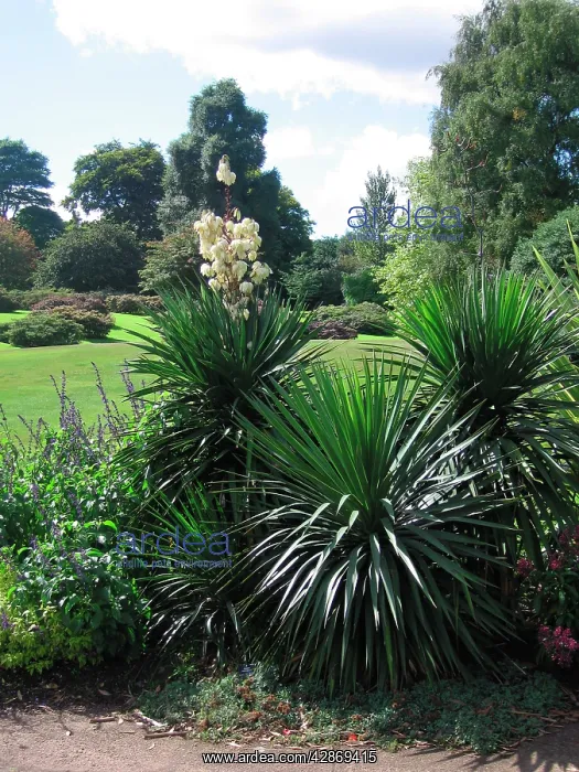  : Yucca x muelleri aloifolia x constricta - In garden