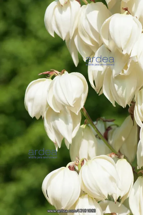 : Yucca, Yucca aloifolia Vittorio Emanuele II, Close : Yucca, Yucca aloifolia Vittorio Emanuele II, Close