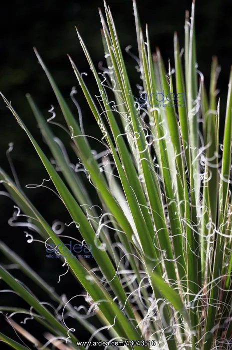 : Yucca, Yucca filamentosa : Yucca, Yucca filamentosa