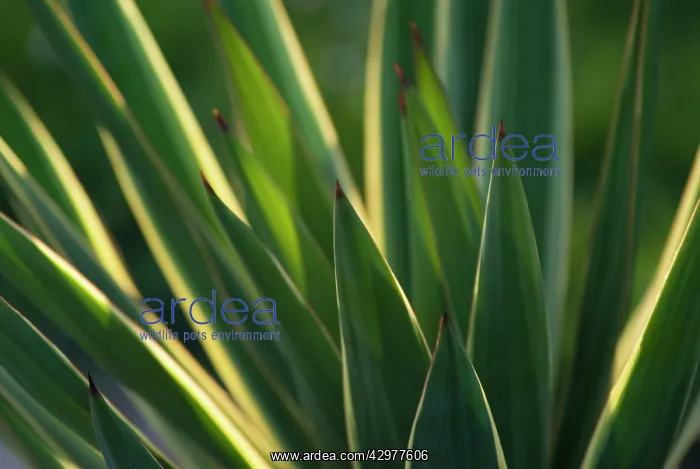 : Yucca, Yucca gloriosa : Yucca, Yucca gloriosa