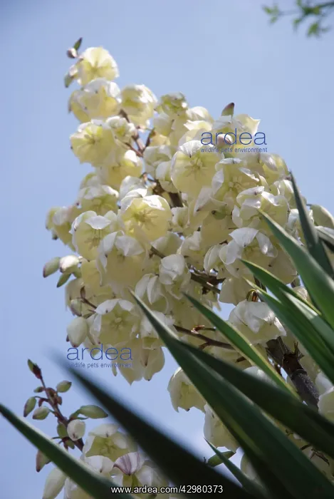 : Yucca, Yucca gloriosa : Yucca, Yucca gloriosa