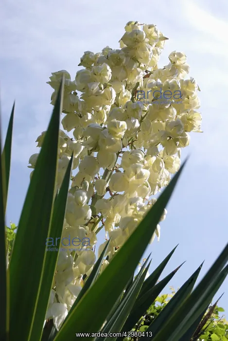 : Yucca, Yucca gloriosa : Yucca, Yucca gloriosa