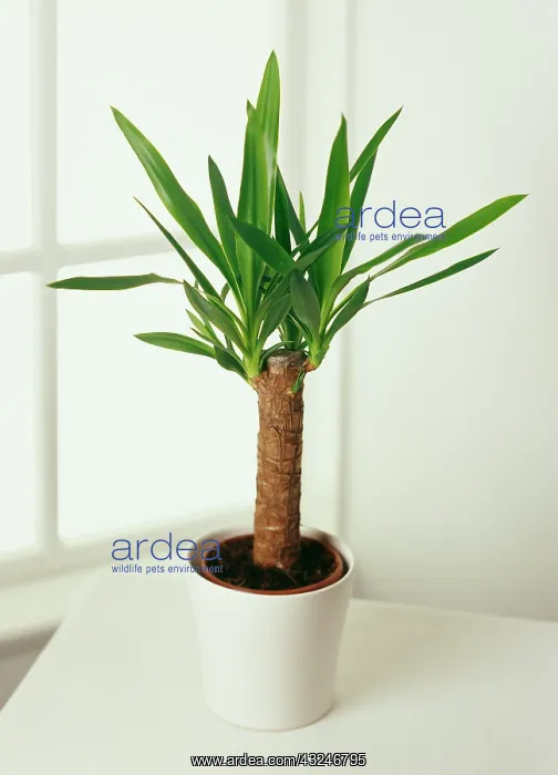 : Yucca, Yucca gloriosa : Yucca, Yucca gloriosa