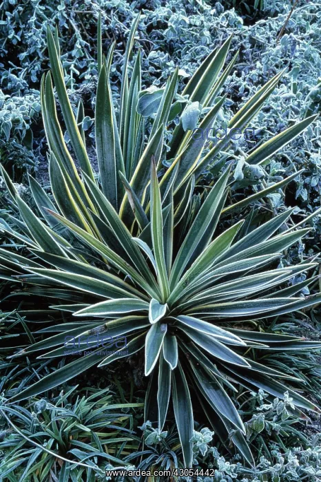 : Yucca, Yucca gloriosa variegata : Yucca, Yucca gloriosa variegata