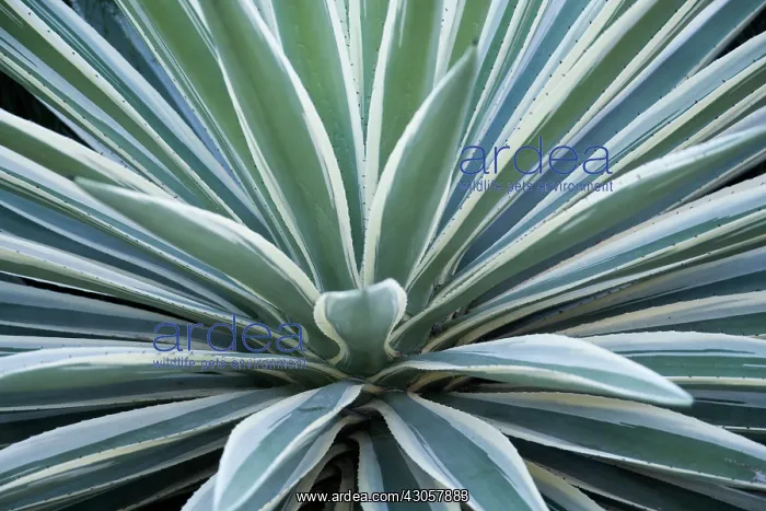  : Yucca, Yucca gloriosa variegata