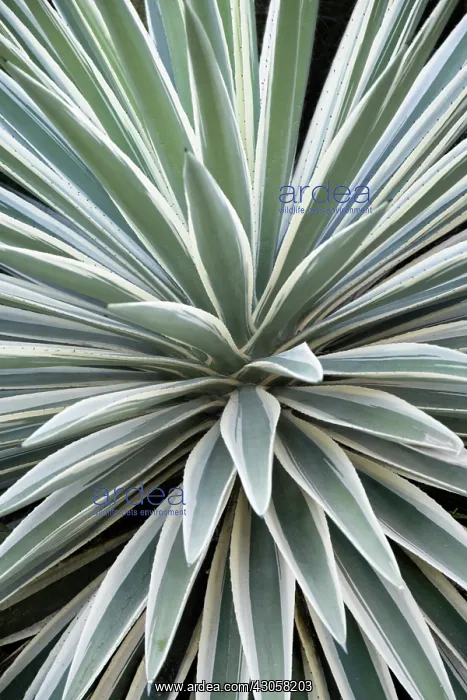 : Yucca, Yucca gloriosa variegata : Yucca, Yucca gloriosa variegata