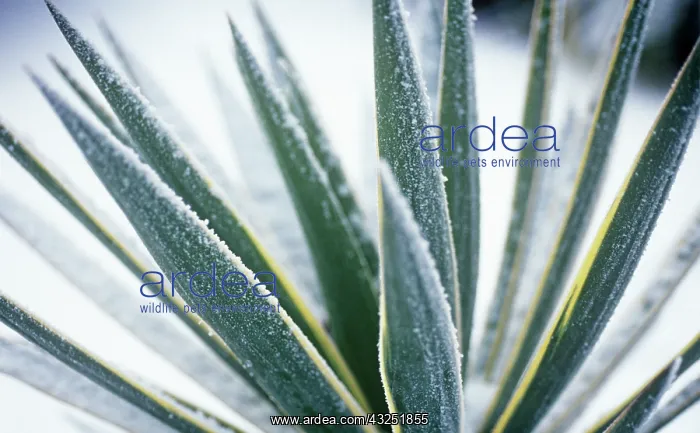 : Yucca, Yucca gloriosa variegata : Yucca, Yucca gloriosa variegata