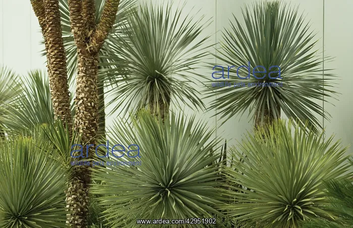 : Yucca, Yucca rostrata : Yucca, Yucca rostrata
