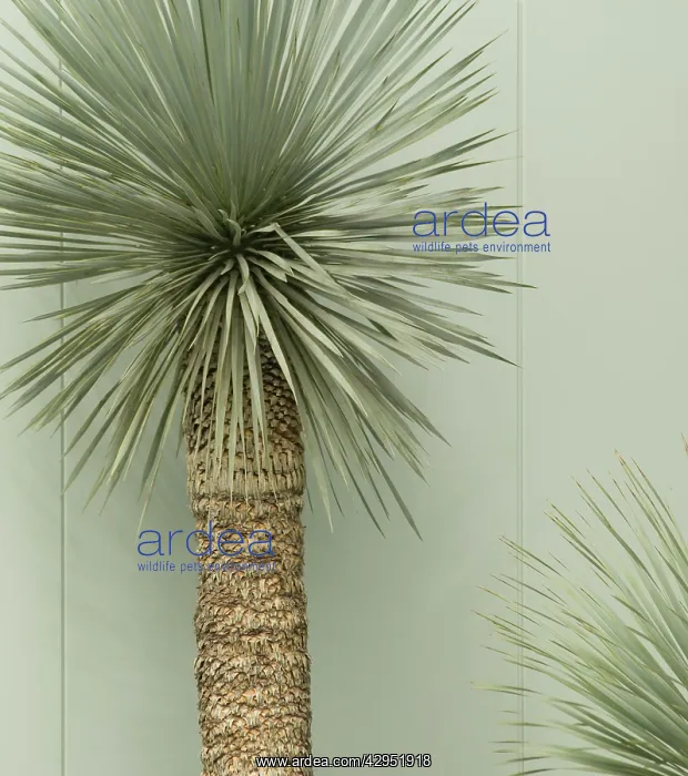 : Yucca, Yucca rostrata : Yucca, Yucca rostrata