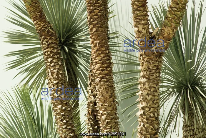 : Yucca, Yucca rostrata : Yucca, Yucca rostrata