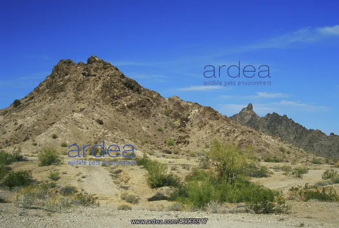 : Yuma Desert : Yuma Desert