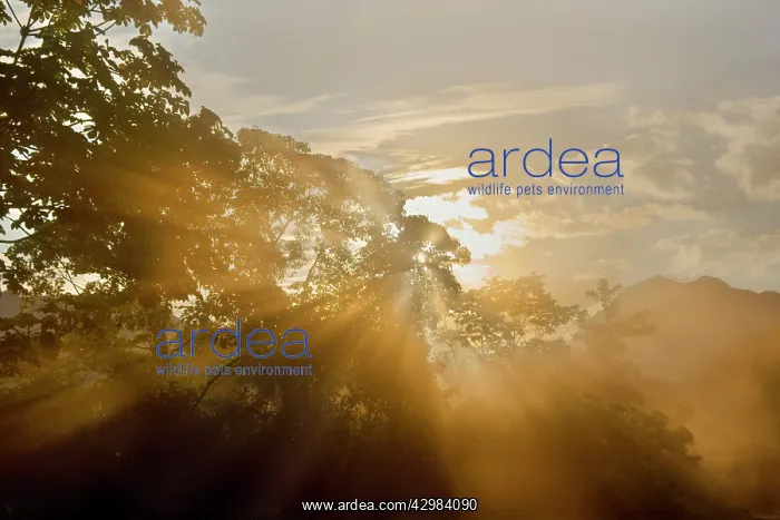 : Yungas Rainforest - sunset in tropical mountain : Yungas Rainforest - sunset in tropical mountain