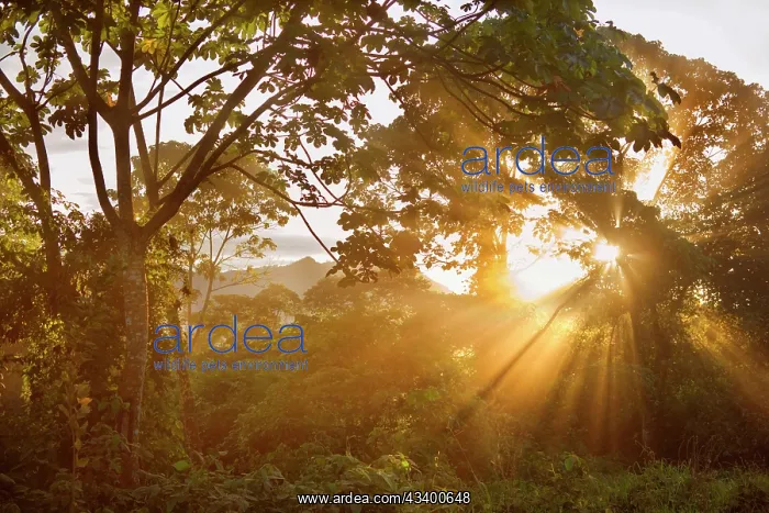 : Yungas Rainforest - sunset in tropical mountain : Yungas Rainforest - sunset in tropical mountain