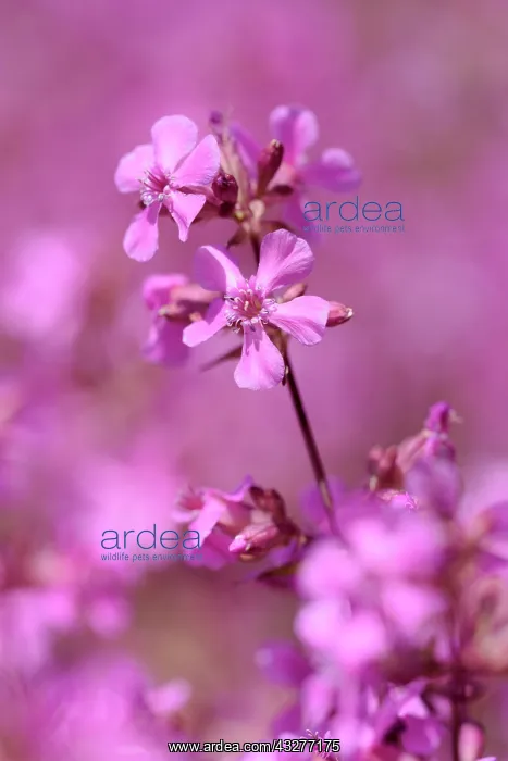 : Yunnan catchfly, Lychnis yunnanensis, Pink subject : Yunnan catchfly, Lychnis yunnanensis, Pink subject