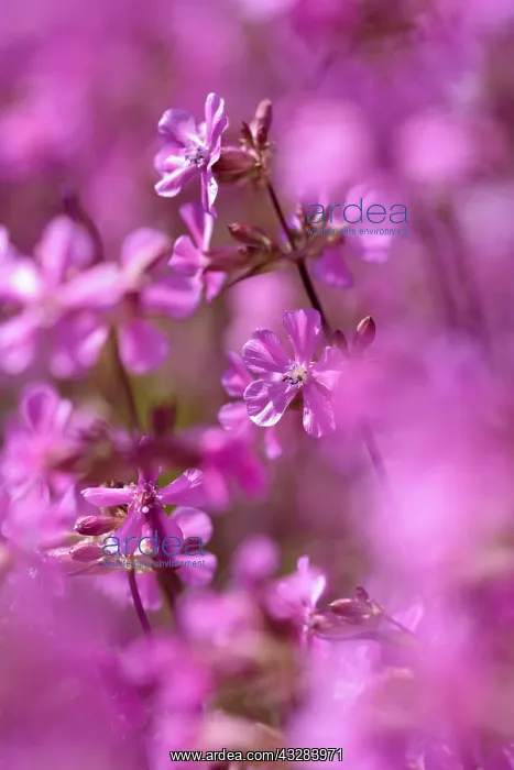 : Yunnan catchfly, Lychnis yunnanensis, Pink subject : Yunnan catchfly, Lychnis yunnanensis, Pink subject