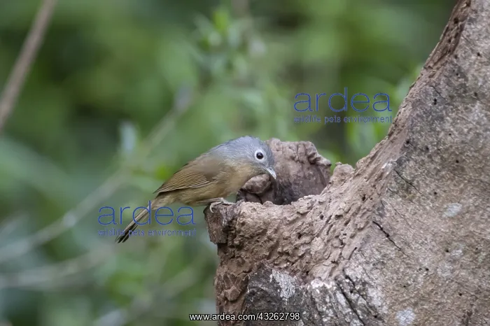 : Yunnan Fulvetta (Alcippe fratercula) on a trunk : Yunnan Fulvetta (Alcippe fratercula) on a trunk