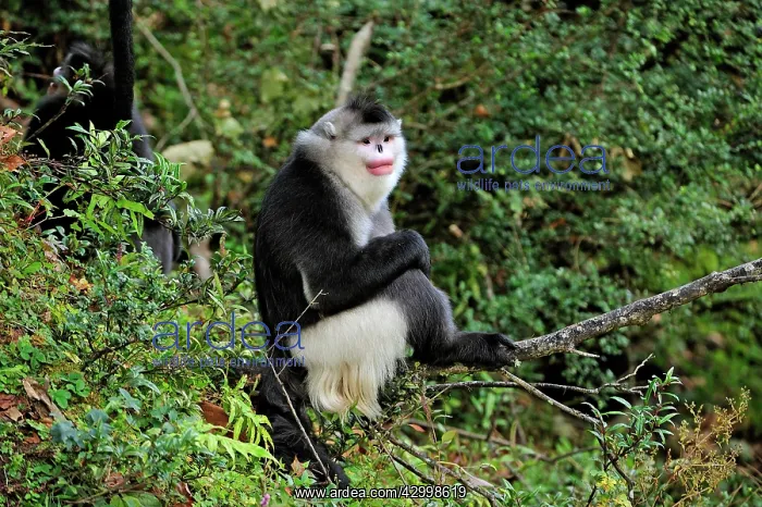 : Yunnan Snub-nosed Monkey / Black Snub-nosed Monkey : Yunnan Snub-nosed Monkey / Black Snub-nosed Monkey