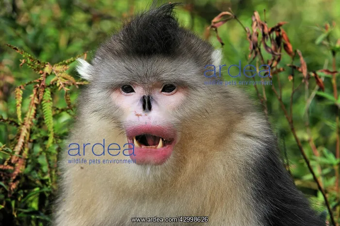 : Yunnan Snub-nosed Monkey / Black Snub-nosed Monkey : Yunnan Snub-nosed Monkey / Black Snub-nosed Monkey
