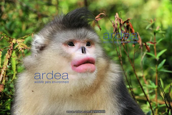 : Yunnan Snub-nosed Monkey / Black Snub-nosed Monkey : Yunnan Snub-nosed Monkey / Black Snub-nosed Monkey