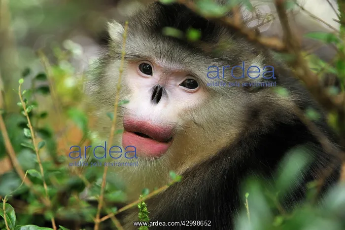 : Yunnan Snub-nosed Monkey / Black Snub-nosed Monkey : Yunnan Snub-nosed Monkey / Black Snub-nosed Monkey