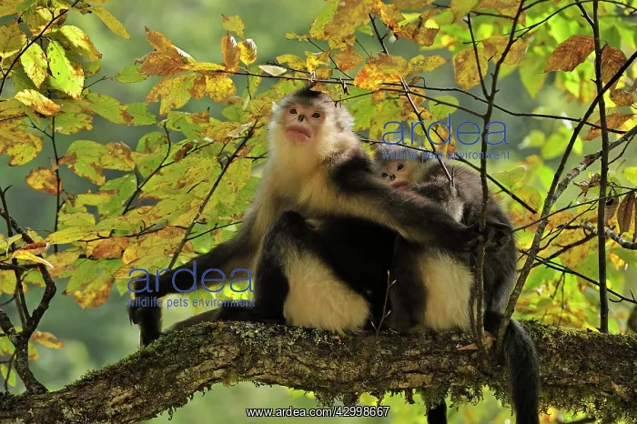 : Yunnan Snub-nosed Monkey / Black Snub-nosed Monkey : Yunnan Snub-nosed Monkey / Black Snub-nosed Monkey