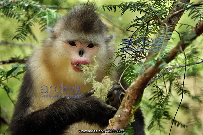 : Yunnan Snub-nosed Monkey / Black Snub-nosed Monkey : Yunnan Snub-nosed Monkey / Black Snub-nosed Monkey