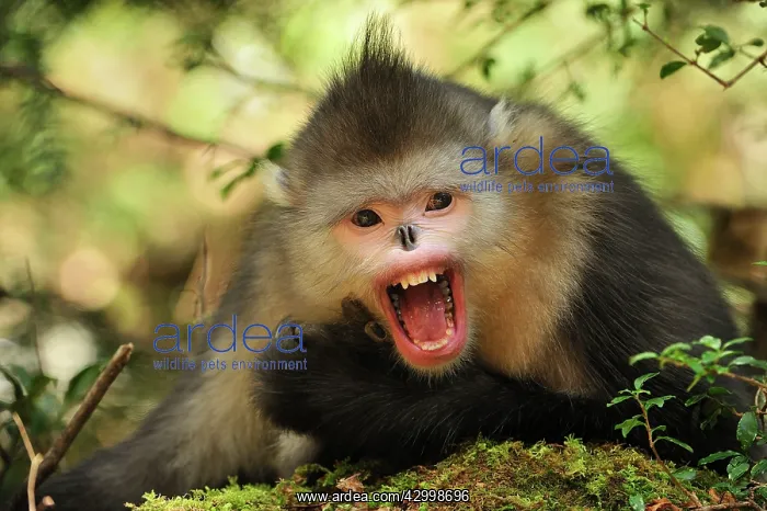 : Yunnan Snub-nosed Monkey / Black Snub-nosed Monkey : Yunnan Snub-nosed Monkey / Black Snub-nosed Monkey