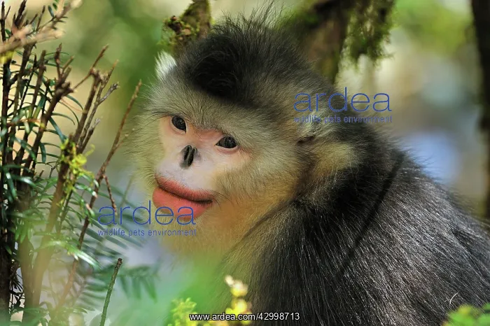 : Yunnan Snub-nosed Monkey / Black Snub-nosed Monkey : Yunnan Snub-nosed Monkey / Black Snub-nosed Monkey