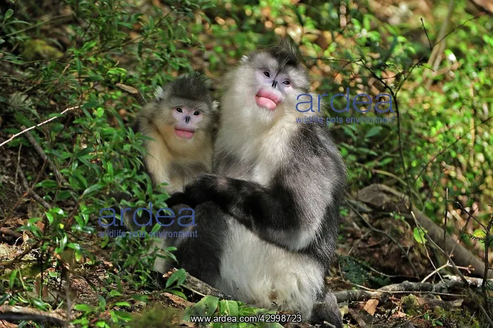 : Yunnan Snub-nosed Monkey / Black Snub-nosed Monkey : Yunnan Snub-nosed Monkey / Black Snub-nosed Monkey