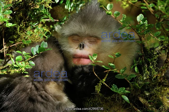 : Yunnan Snub-nosed Monkey / Black Snub-nosed Monkey : Yunnan Snub-nosed Monkey / Black Snub-nosed Monkey