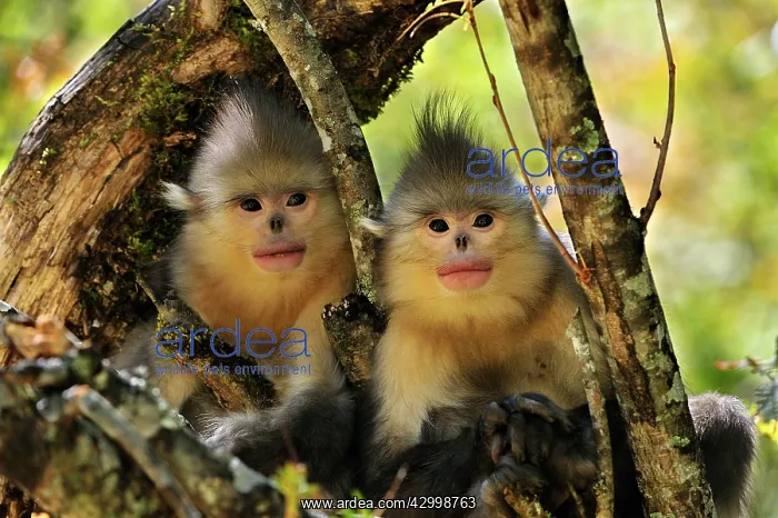 : Yunnan Snub-nosed Monkey / Black Snub-nosed Monkey : Yunnan Snub-nosed Monkey / Black Snub-nosed Monkey