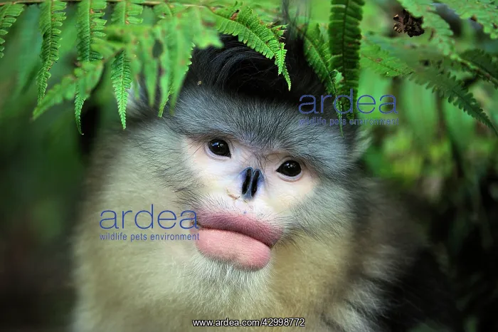 : Yunnan Snub-nosed Monkey / Black Snub-nosed Monkey : Yunnan Snub-nosed Monkey / Black Snub-nosed Monkey