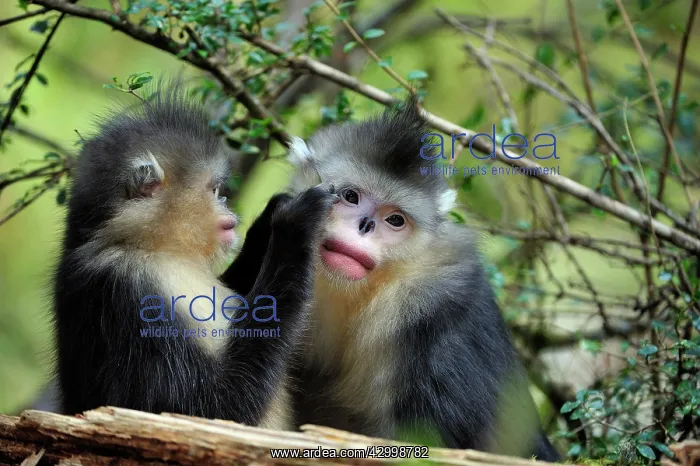 : Yunnan Snub-nosed Monkey / Black Snub-nosed Monkey : Yunnan Snub-nosed Monkey / Black Snub-nosed Monkey
