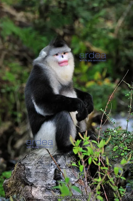 : Yunnan Snub-nosed Monkey / Black Snub-nosed Monkey : Yunnan Snub-nosed Monkey / Black Snub-nosed Monkey