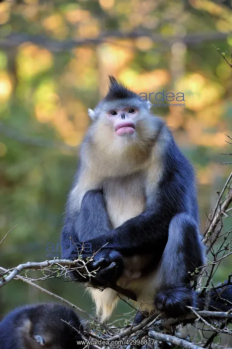  : Yunnan Snub-nosed Monkey  /  Black Snub-nosed Monkey