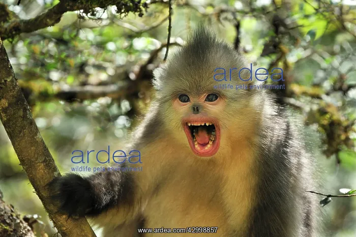 : Yunnan Snub-nosed Monkey / Black Snub-nosed Monkey : Yunnan Snub-nosed Monkey / Black Snub-nosed Monkey