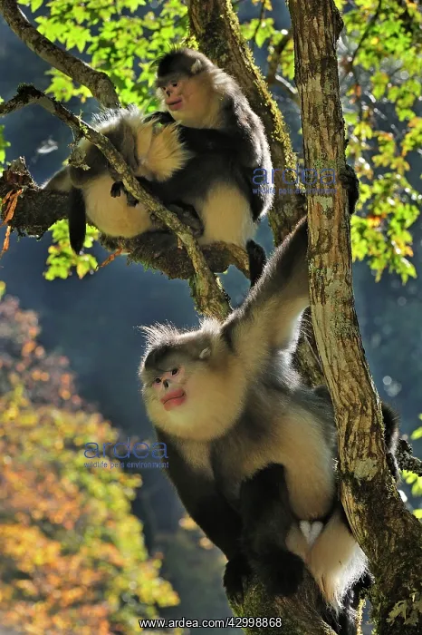 : Yunnan Snub-nosed Monkey / Black Snub-nosed Monkey : Yunnan Snub-nosed Monkey / Black Snub-nosed Monkey