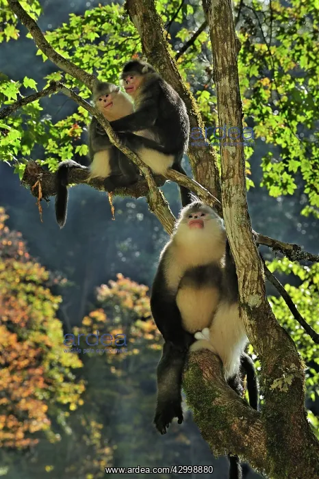 : Yunnan Snub-nosed Monkey / Black Snub-nosed Monkey : Yunnan Snub-nosed Monkey / Black Snub-nosed Monkey