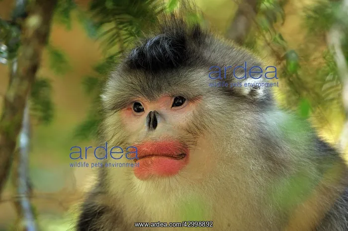  : Yunnan Snub-nosed Monkey  /  Black Snub-nosed Monkey