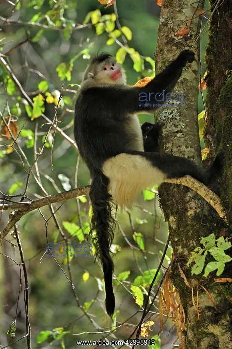 : Yunnan Snub-nosed Monkey / Black Snub-nosed Monkey : Yunnan Snub-nosed Monkey / Black Snub-nosed Monkey